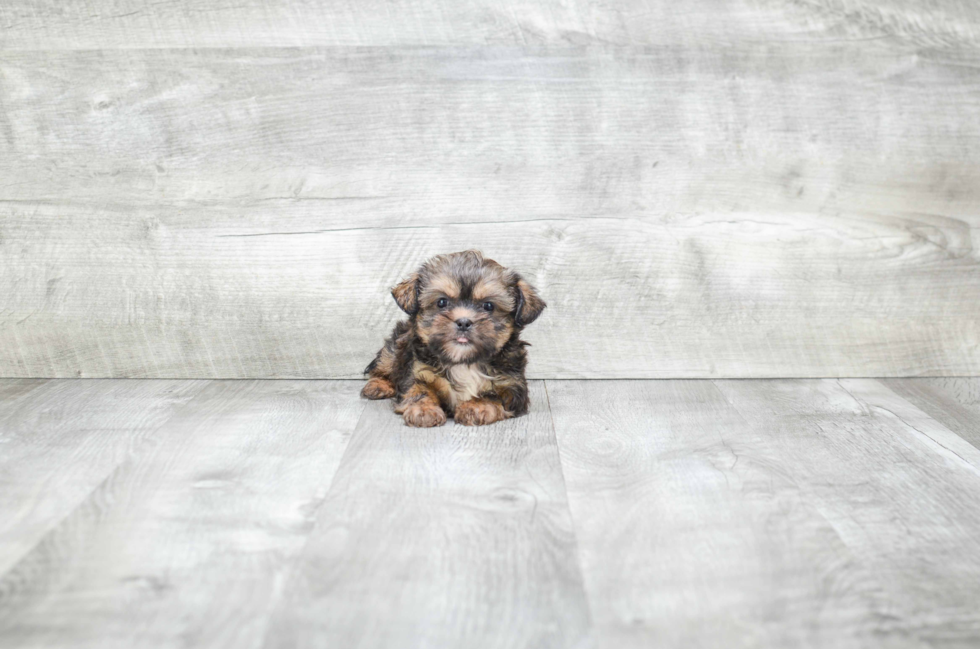 Shorkie Pup Being Cute