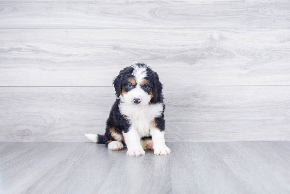 Small Mini Bernedoodle Baby