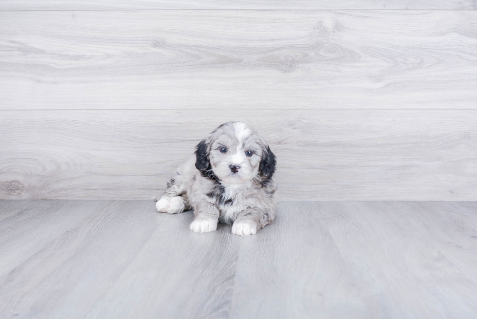 Energetic Bernadoodle Poodle Mix Puppy