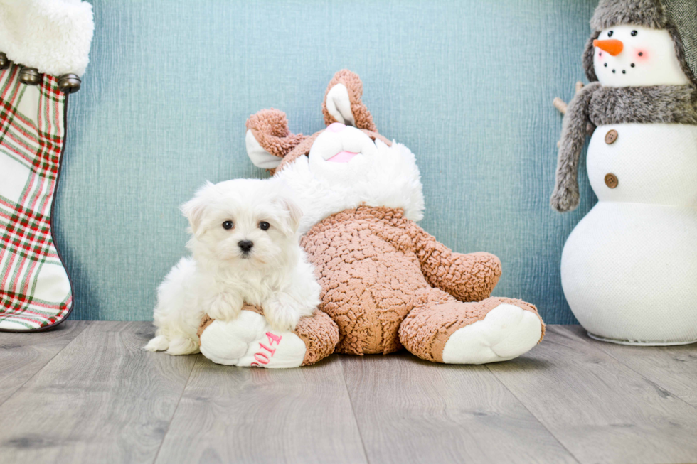 Energetic Maltese Purebred Puppy