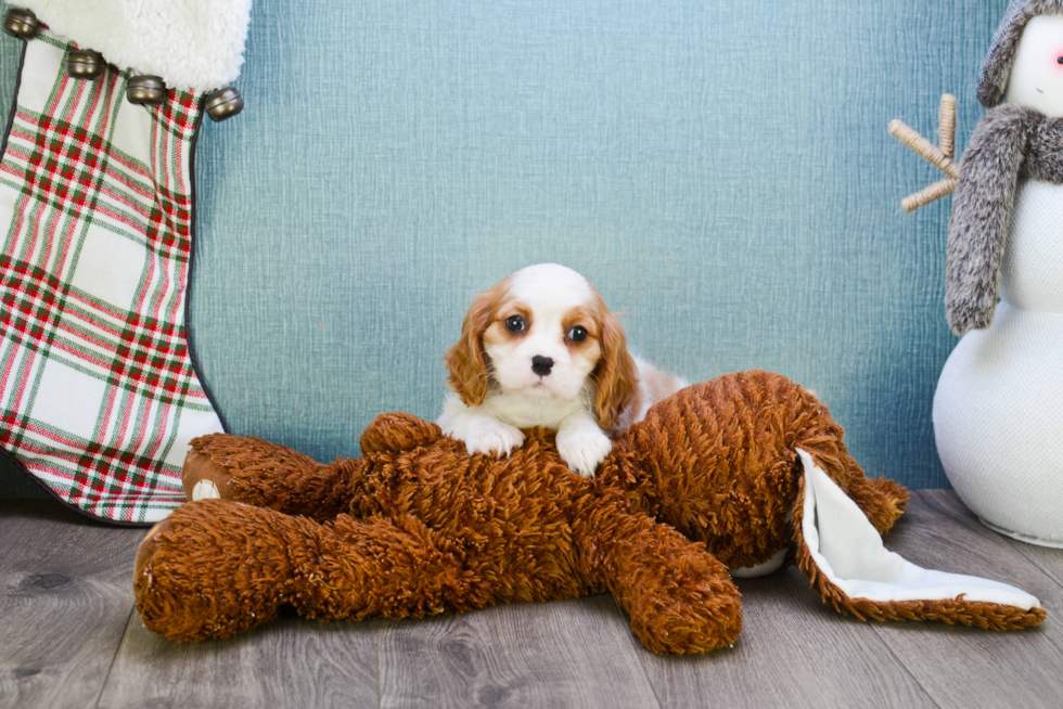 Adorable Cavalier King Charles Spaniel Purebred Puppy