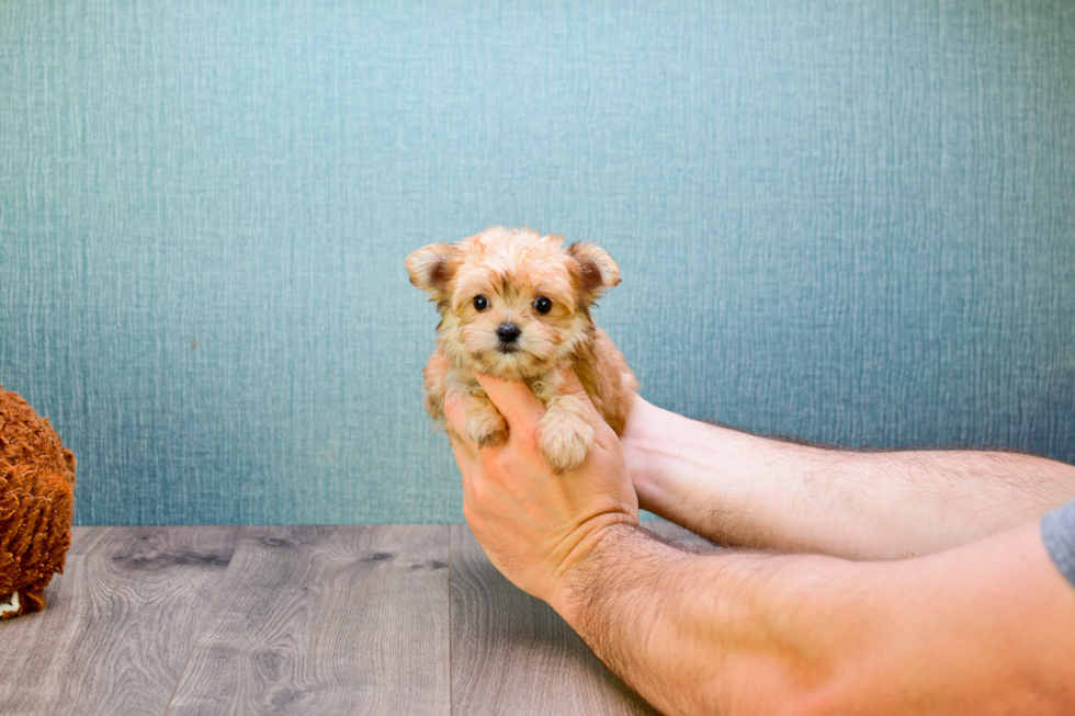 Playful Yorkie Designer Puppy