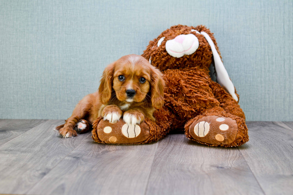 Cavalier King Charles Spaniel Puppy for Adoption