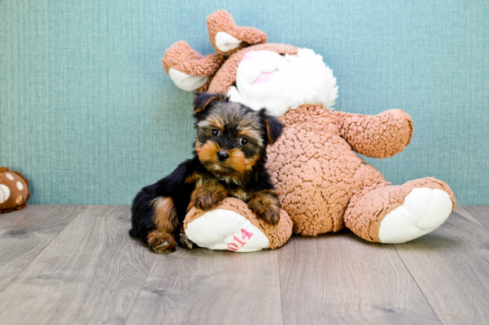 Meet Snickers - our Yorkshire Terrier Puppy Photo 