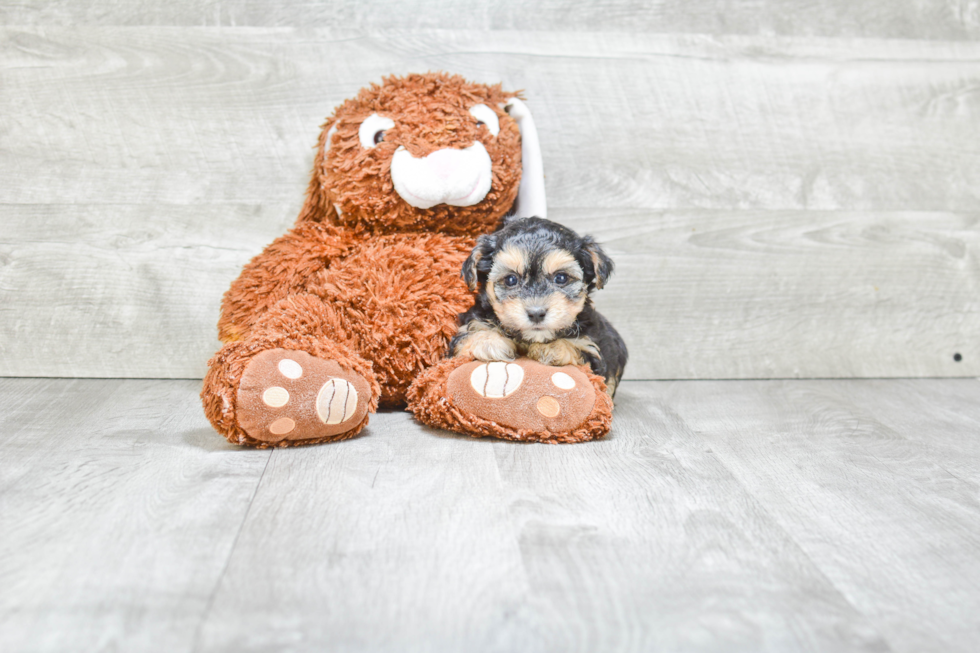 Hypoallergenic Yorkie Designer Puppy