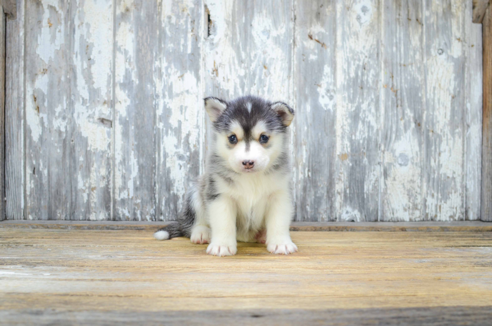 Funny Pomsky Designer Pup