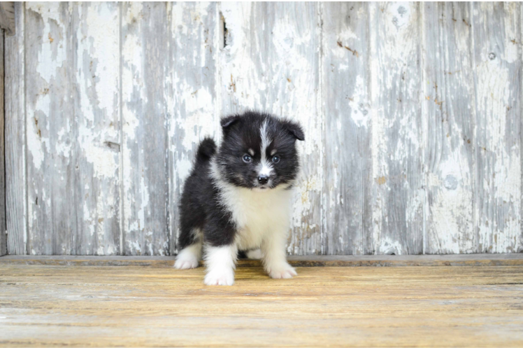 Pomsky Puppy for Adoption