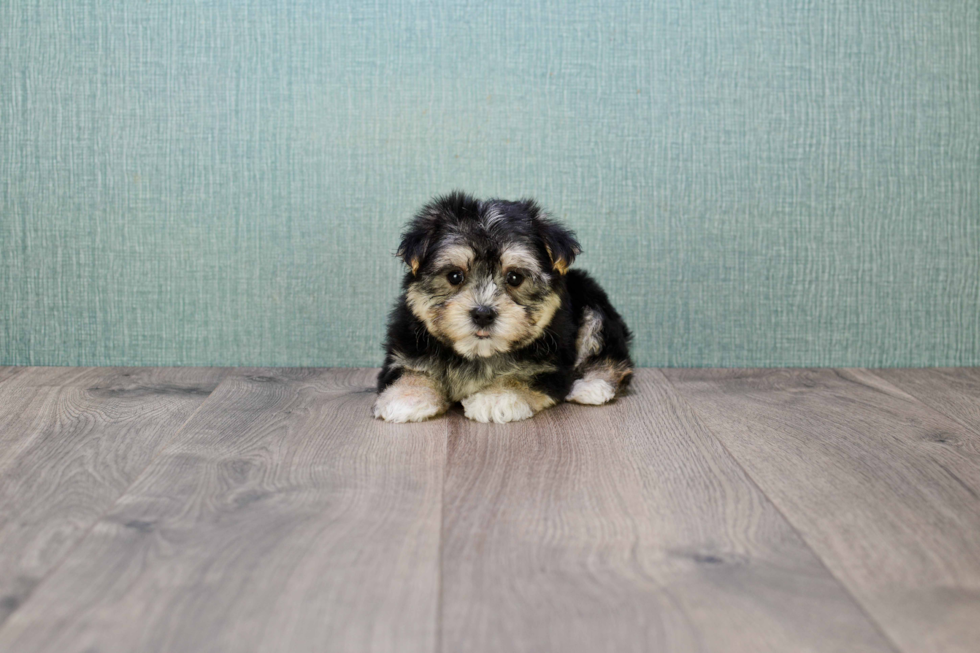 Morkie Puppy for Adoption