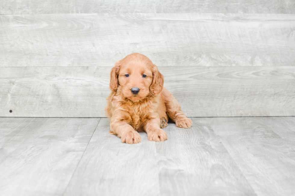 Mini Goldendoodle Pup Being Cute