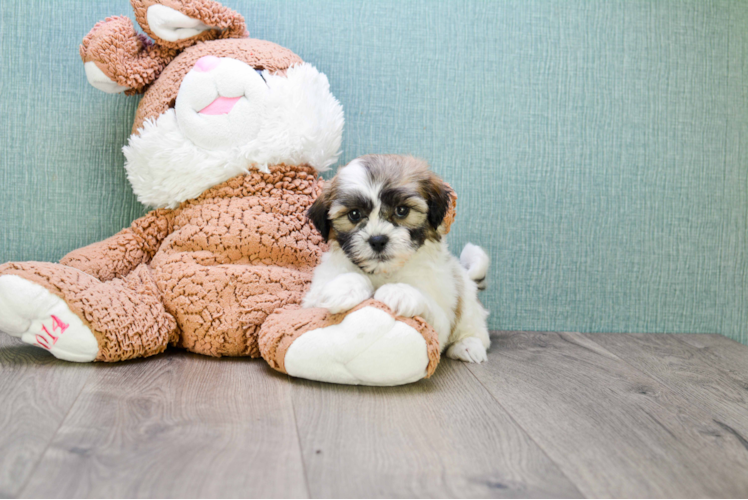 Friendly Teddy Bear Baby