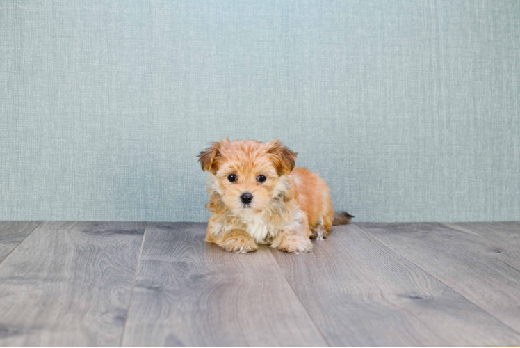 Best Morkie Baby