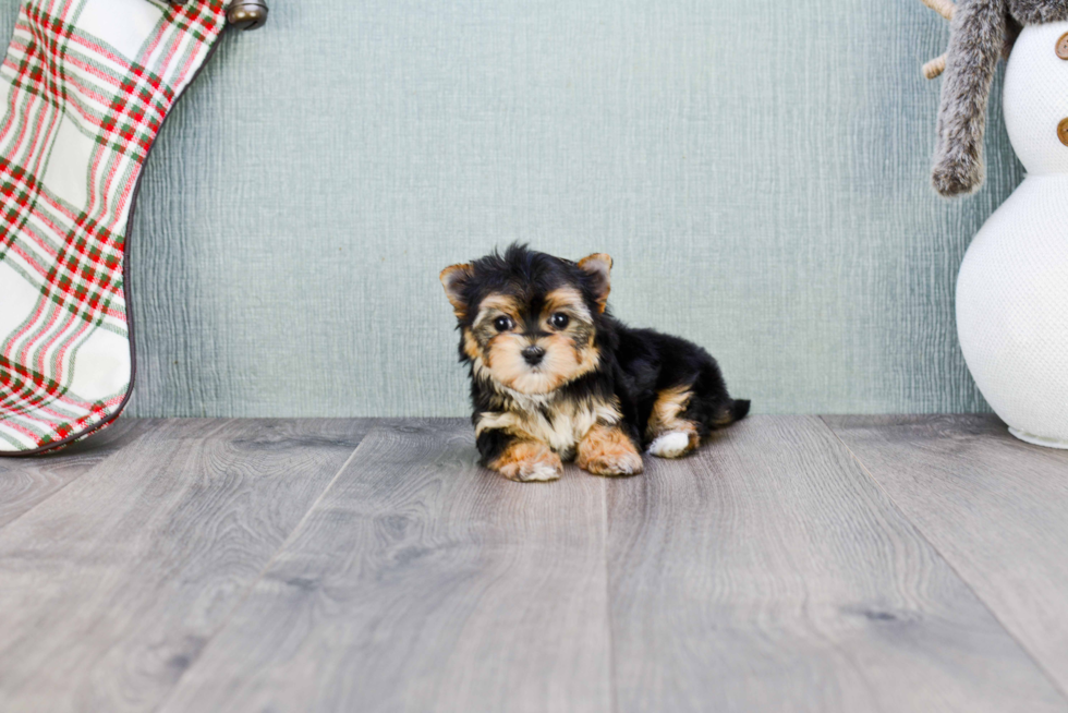 Popular Morkie Designer Pup