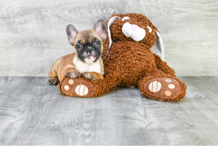 French Bulldog Puppy for Adoption