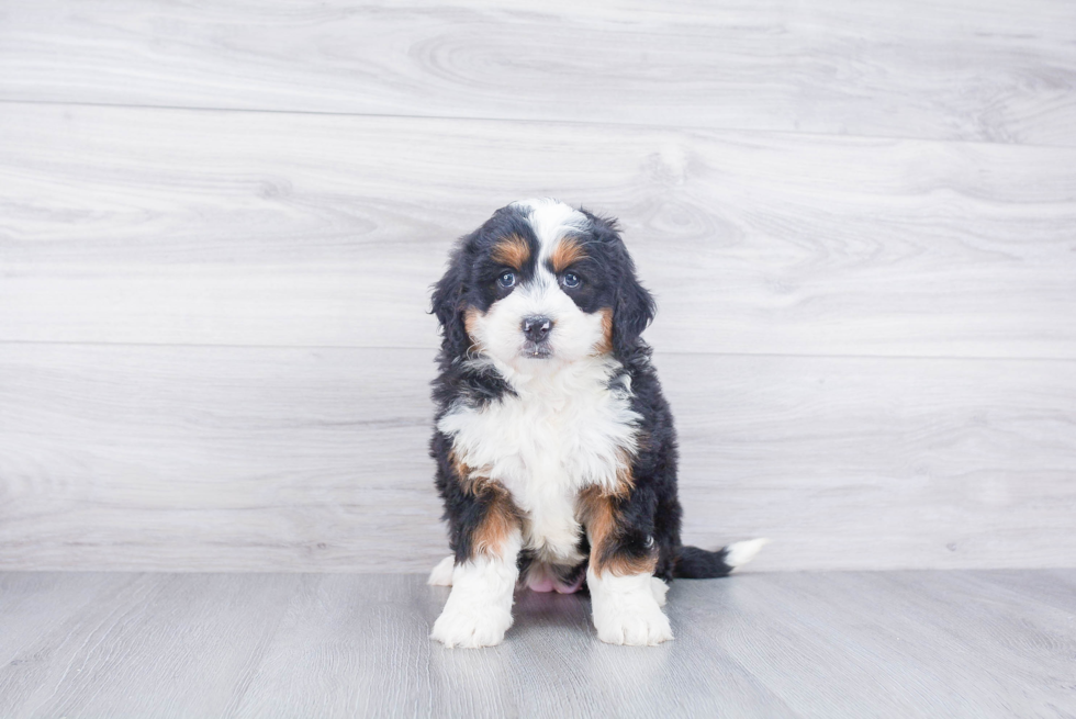 Mini Bernedoodle Puppy for Adoption