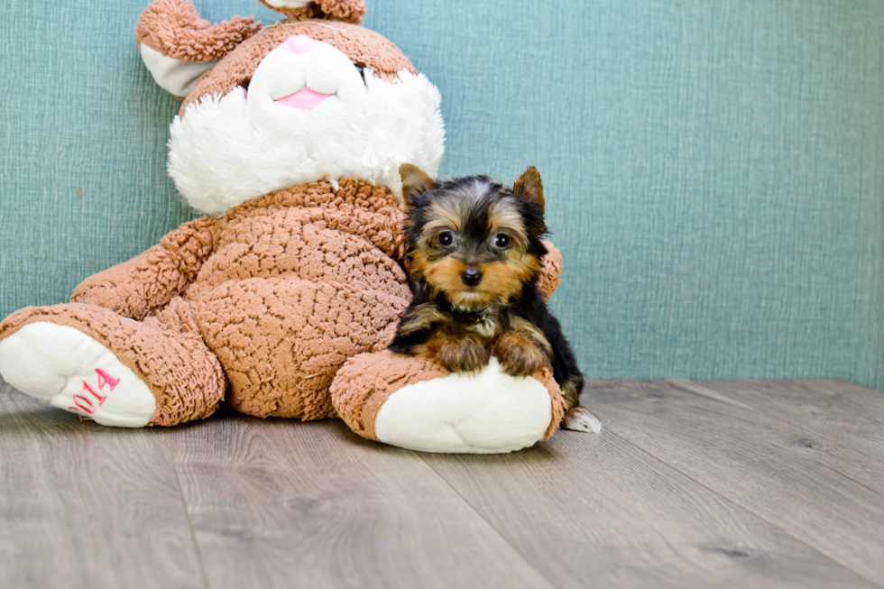 Meet Tinkerbell - our Yorkshire Terrier Puppy Photo 