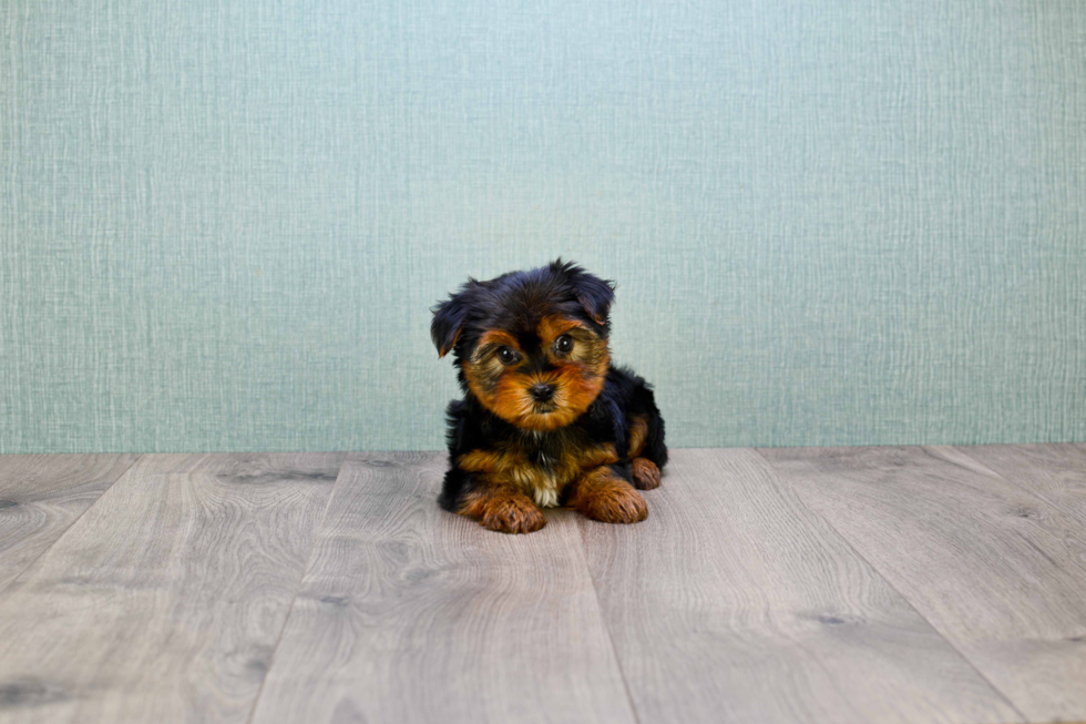 Meet Bella - our Yorkshire Terrier Puppy Photo 