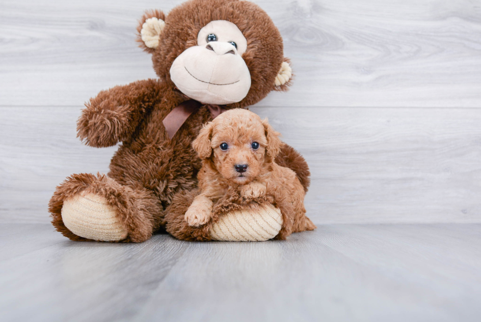 Poodle Pup Being Cute