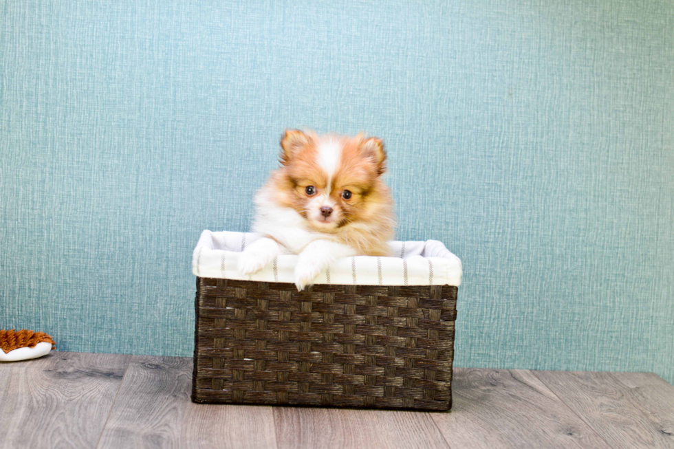 Best Pomeranian Baby