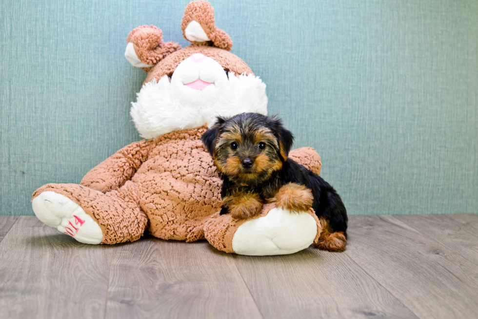 Meet Bella - our Yorkshire Terrier Puppy Photo 