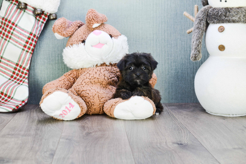 Morkie Puppy for Adoption