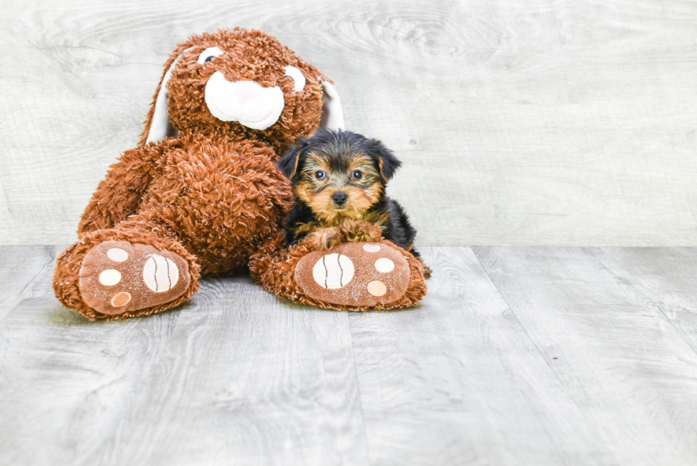 Meet Twinkle - our Yorkshire Terrier Puppy Photo 