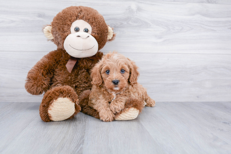 Best Cavapoo Baby