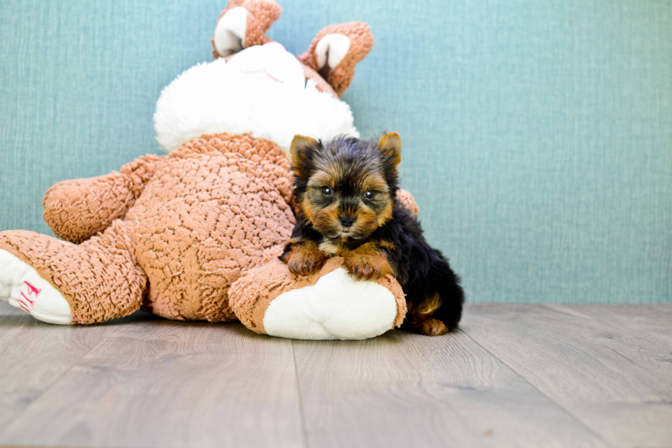 Meet Roy - our Yorkshire Terrier Puppy Photo 