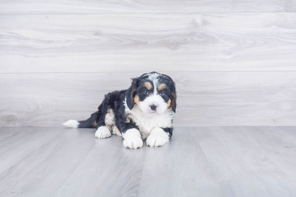 Best Mini Bernedoodle Baby