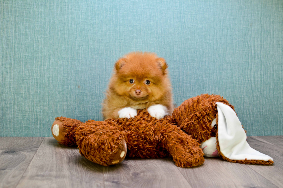 Small Pomeranian Purebred Pup