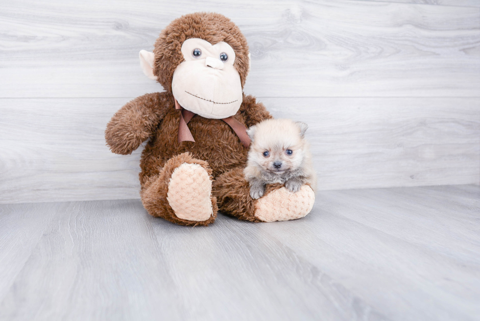 Best Pomeranian Baby