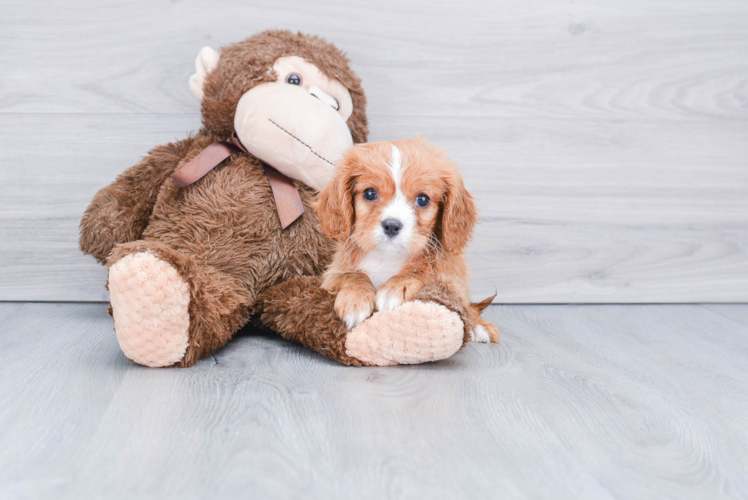 Cavalier King Charles Spaniel Pup Being Cute
