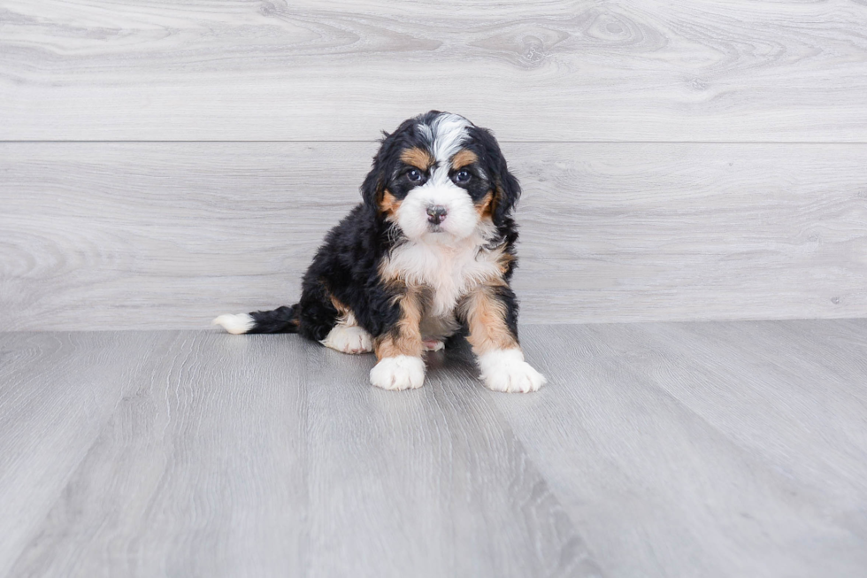 Best Mini Bernedoodle Baby