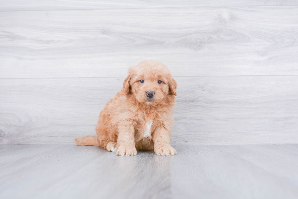 Mini Goldendoodle Puppy for Adoption