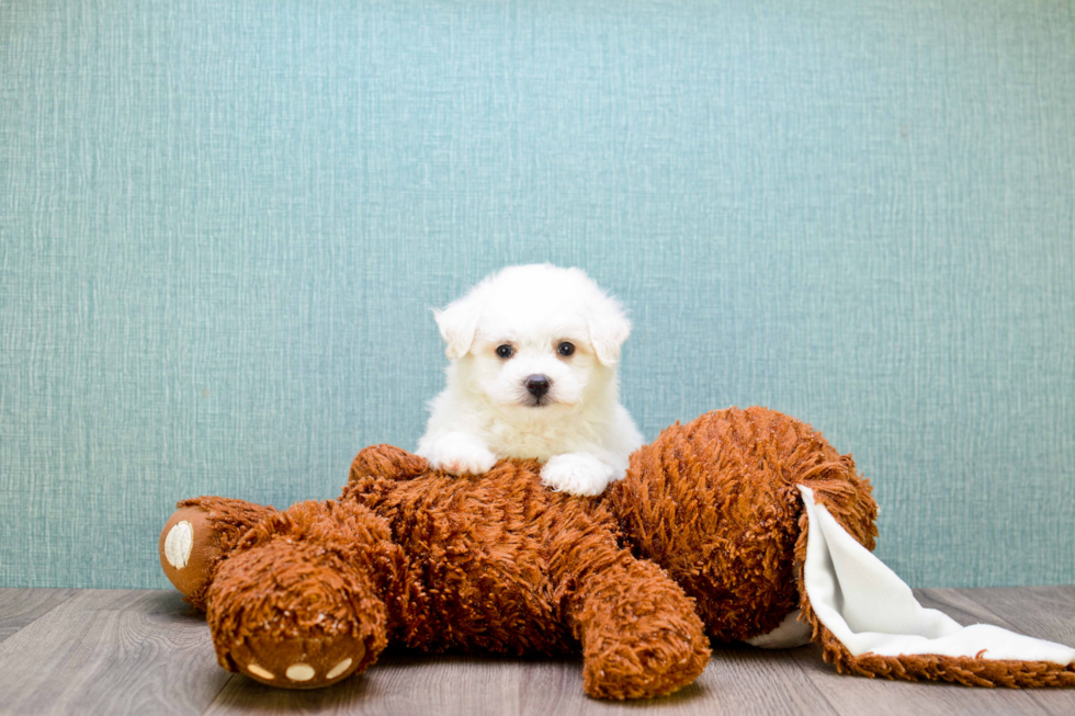 Maltipoo Pup Being Cute