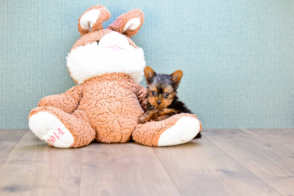Meet Simon - our Yorkshire Terrier Puppy Photo 