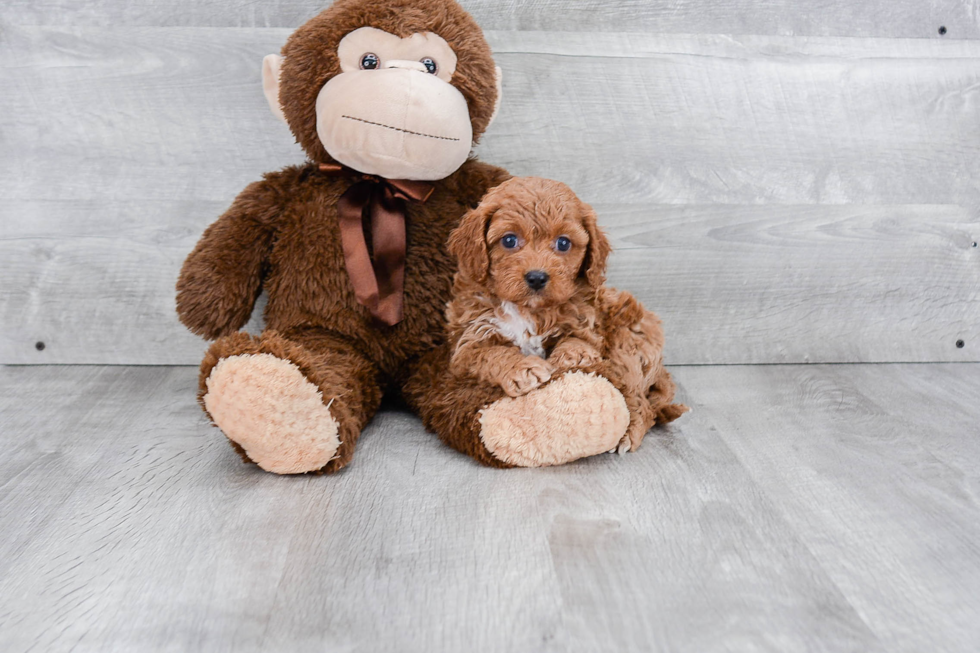 Funny Cavapoo Poodle Mix Pup