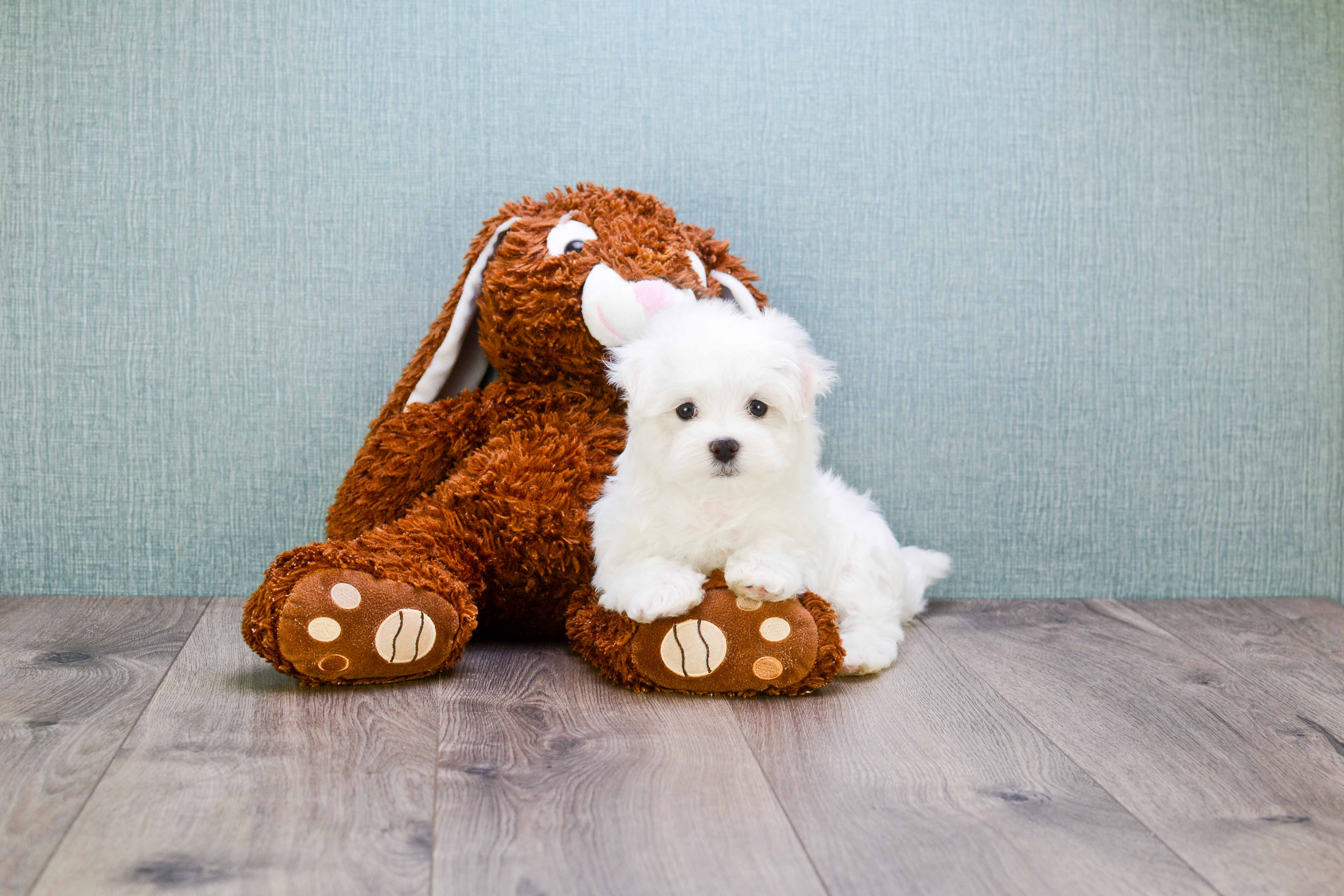 Little Maltese Baby