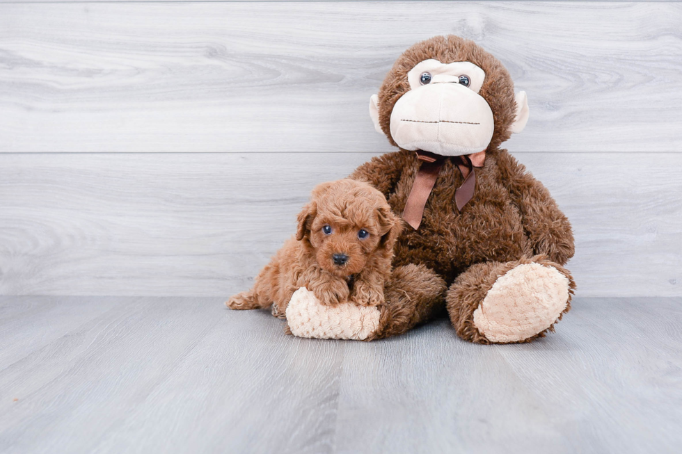 Hypoallergenic Cavoodle Poodle Mix Puppy