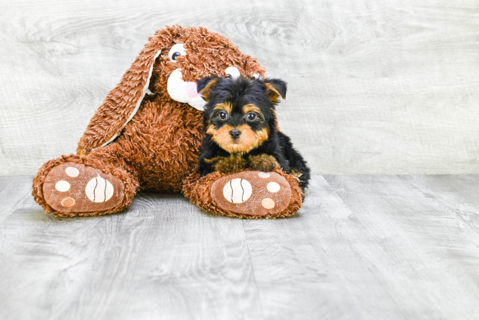 Meet Rascal - our Yorkshire Terrier Puppy Photo 