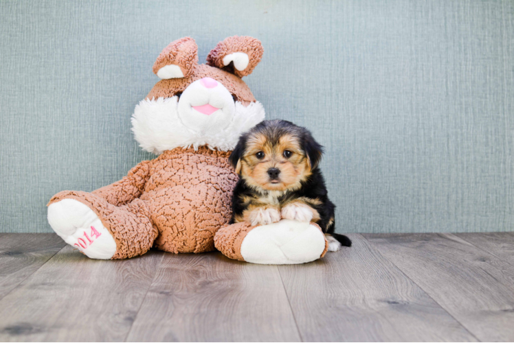Little Yorkie Designer Puppy