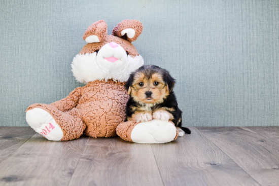 Little Yorkie Designer Puppy