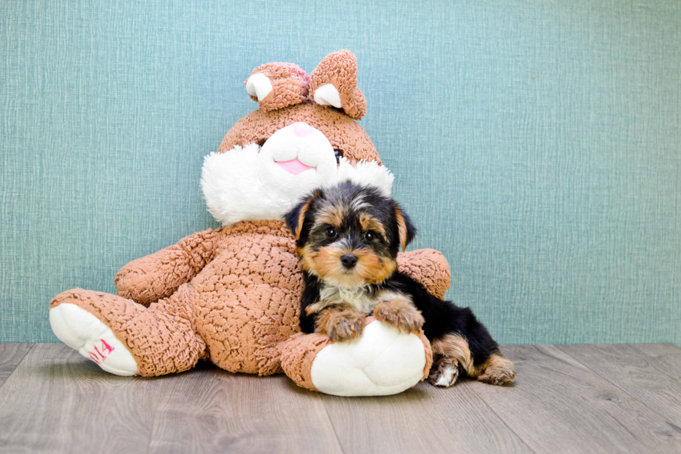 Meet Roscoe - our Yorkshire Terrier Puppy Photo 