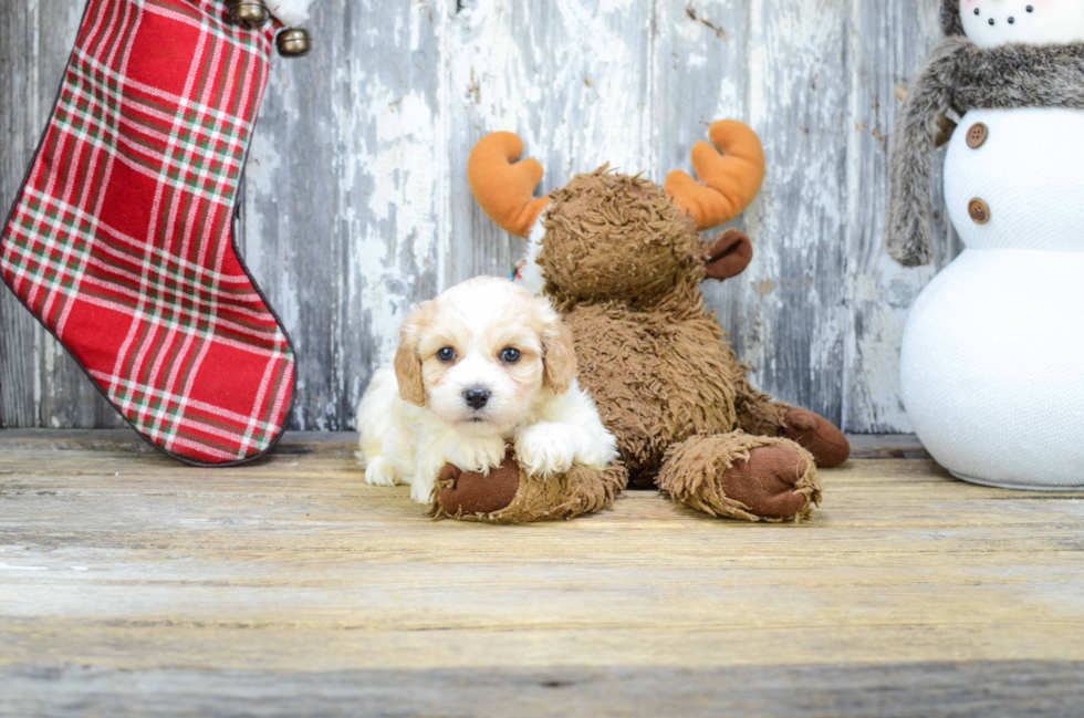 Sweet Cavachon Baby