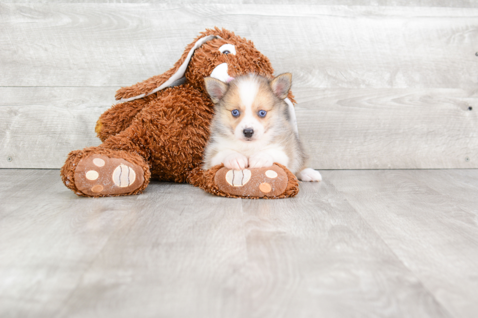 Pomsky Pup Being Cute
