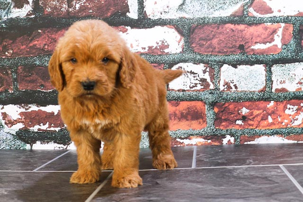 Energetic Golden Retriever Poodle Mix Puppy