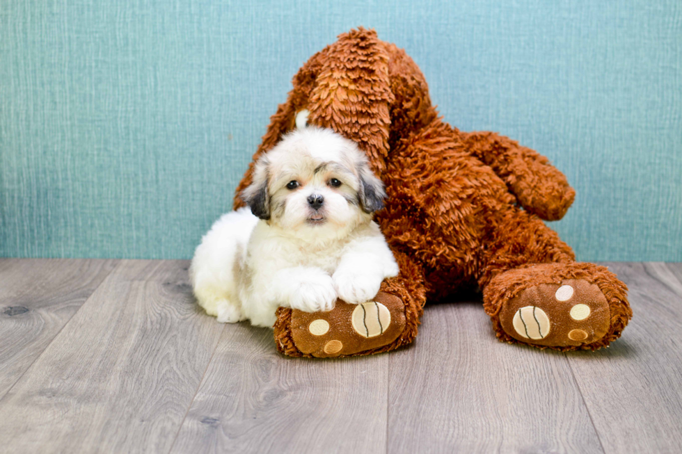 Sweet Teddy Bear Baby