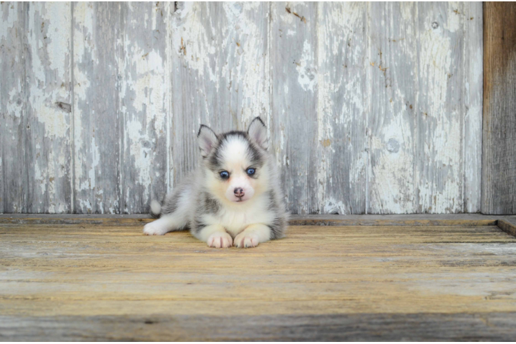 Cute Pomsky Baby
