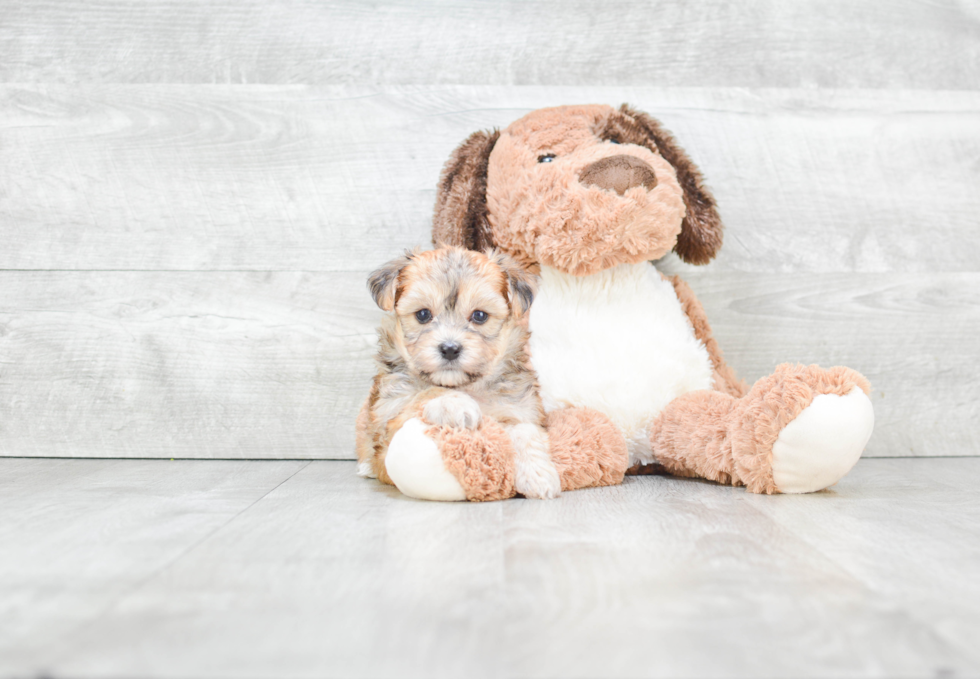 Popular Morkie Designer Pup