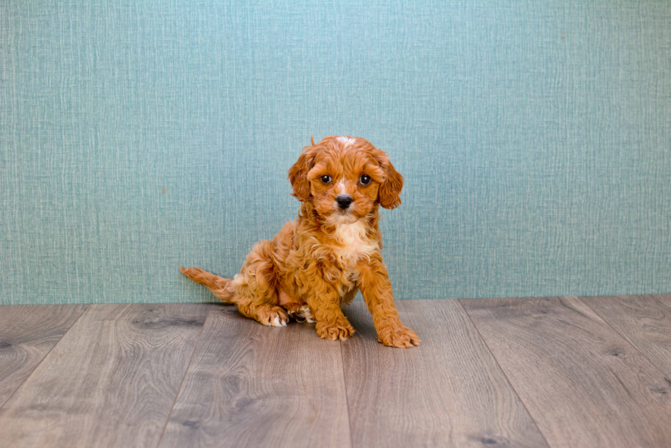 Best Cavapoo Baby