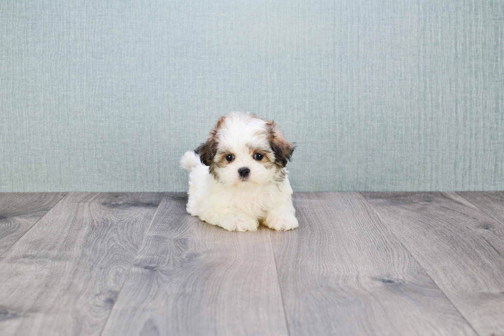 Teddy Bear Puppy for Adoption